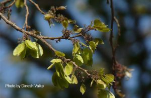 Indian Elm - Medicinal Plants : Medicinal Plants
